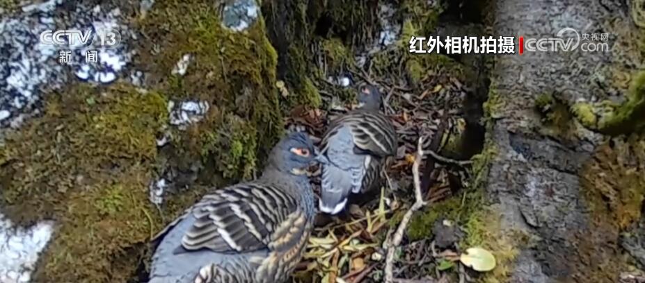 哈巴雪山監(jiān)測到多種珍稀保護動物 生物多樣性保護成效明顯(圖2)