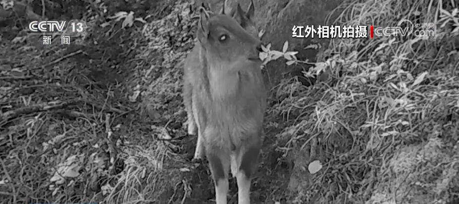 哈巴雪山監(jiān)測到多種珍稀保護動物 生物多樣性保護成效明顯(圖1)