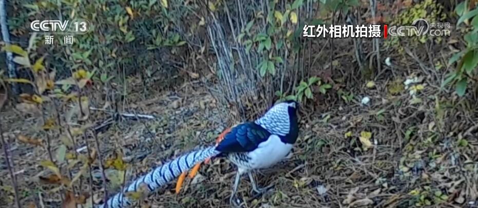 哈巴雪山監(jiān)測到多種珍稀保護動物 生物多樣性保護成效明顯(圖3)
