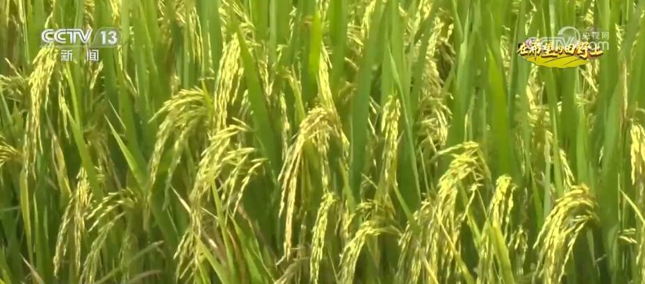 統籌調度區域內農機裝備 陜西漢中122萬畝水稻喜迎豐收(圖2)