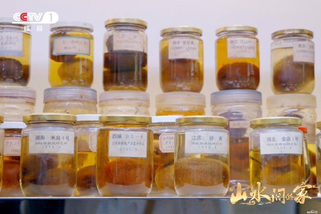 《山水間的家》：千年家風助鄉村振興，“老家真好”悟濃濃鄉愁(圖7)