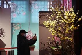 北京春節賞花好去處