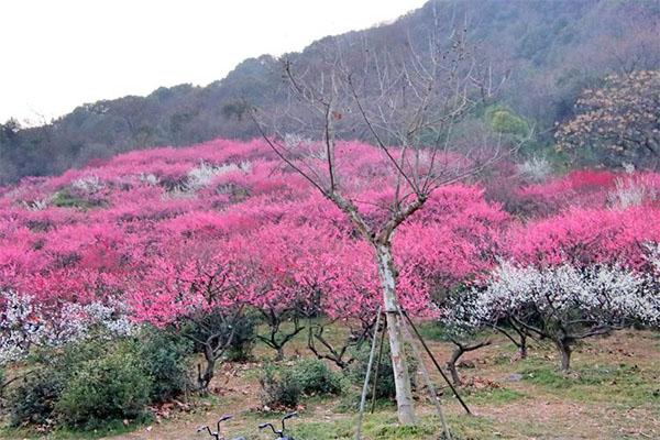 2024杭州超山梅花最佳賞梅時(shí)間