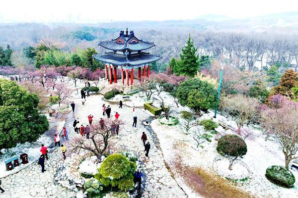 2024南京國際梅花節時間+地點+攻略