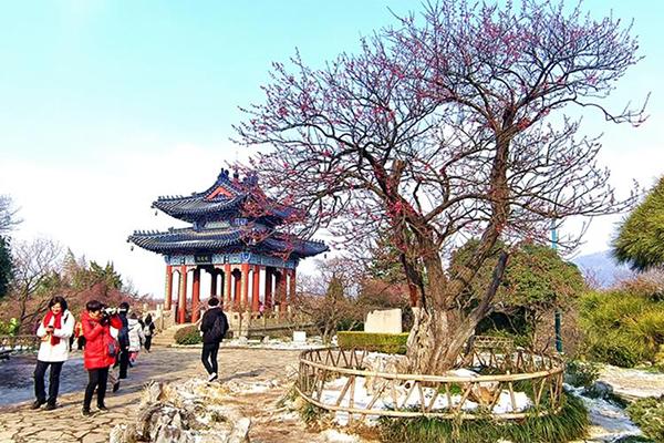 2024南京國際梅花節時間+地點+攻略