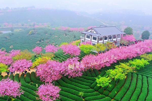 永福櫻花園門(mén)票多少錢(qián)2024