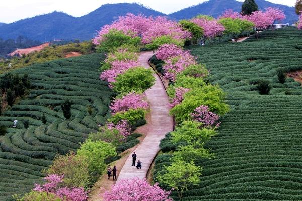 永福櫻花園門(mén)票多少錢(qián)2024