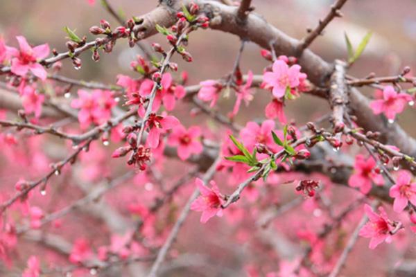 2024贛州南武當(dāng)桃花節(jié)什么時(shí)候開始