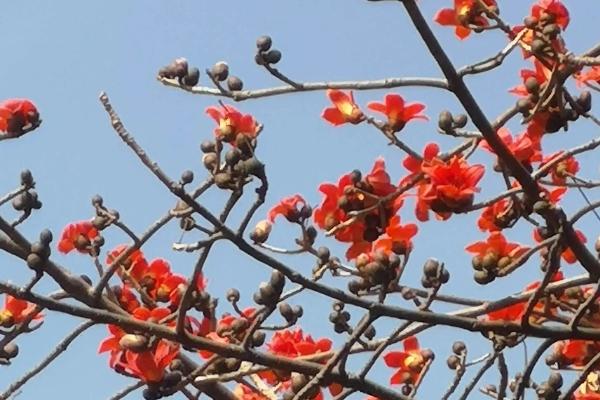 廣州賞花的最佳季節是幾月份