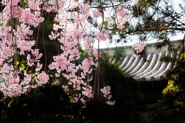 青龍寺櫻花什么時(shí)候開 2024西安青龍寺櫻花票價(jià)及開放時(shí)間介紹