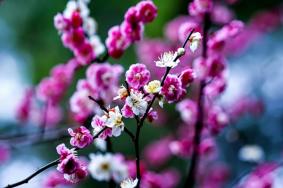 南陽(yáng)哪里看梅花