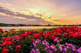 春游南陽(yáng)可以去哪些地方看花
