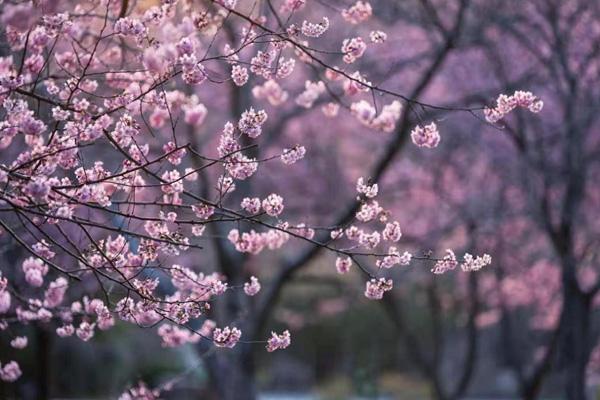 無錫免費(fèi)櫻花景點(diǎn)有哪些