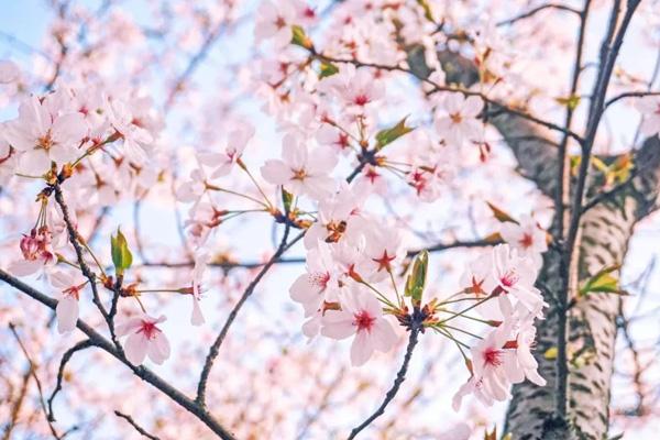 無錫免費(fèi)櫻花景點(diǎn)有哪些