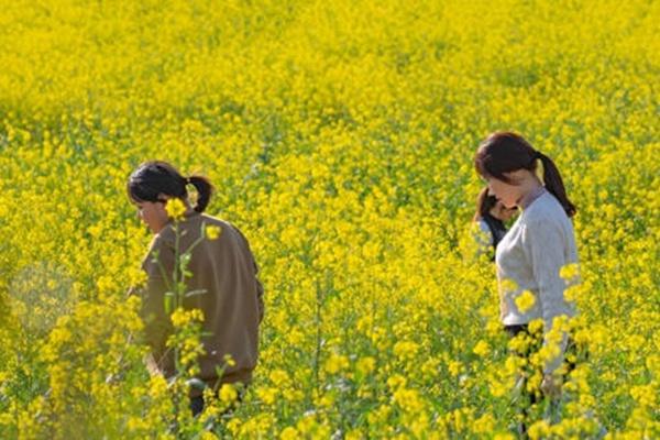洋湖濕地公園油菜花怎么去 什么時候開花
