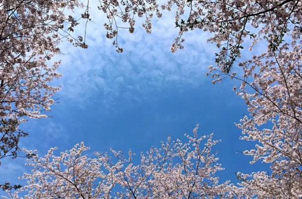 韶關櫻花谷花開了嗎現在