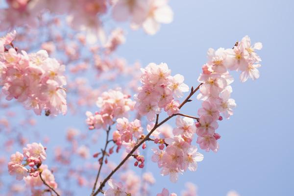 2024上海櫻花節什么時候開始