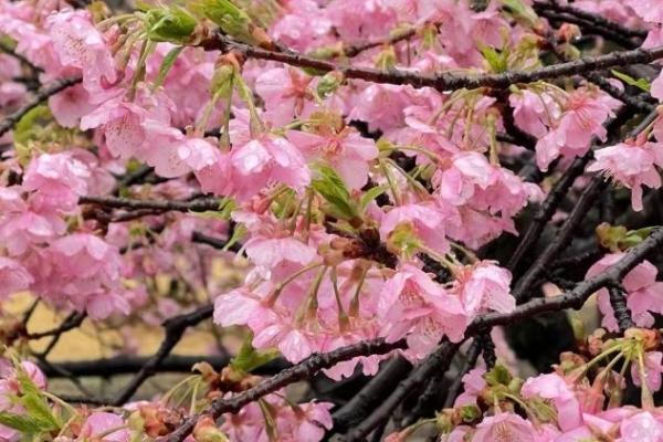 成都問花村免票政策