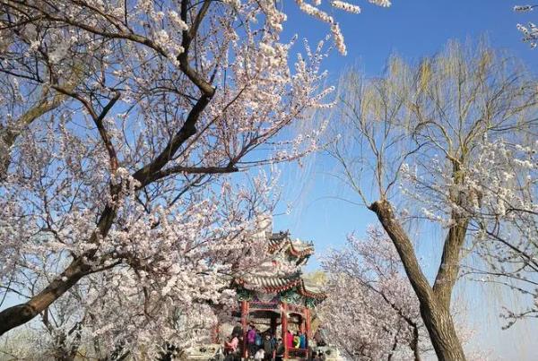 2024天津桃花節(jié)在哪里舉辦 什么時(shí)候開(kāi)始
