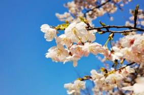 2024上海櫻花節門票多少錢 上海櫻花節攻略
