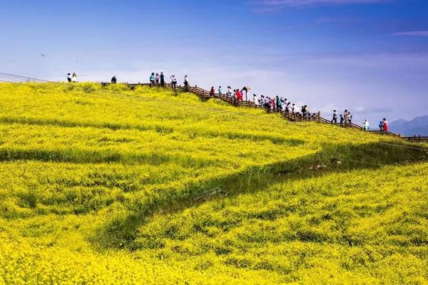 武功山油菜花開放時(shí)間2024