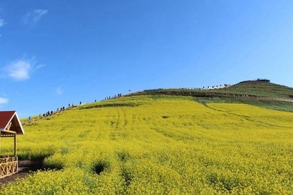 武功山油菜花開放時(shí)間2024
