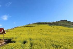 武功山油菜花開放時間2024
