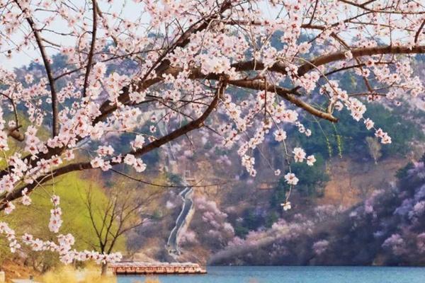 2024水長城桃花開了嗎？什么時候開？