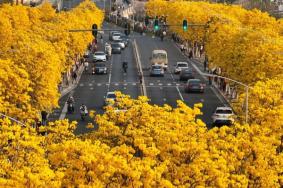 廣西春天開(kāi)什么花 賞花地點(diǎn)推薦