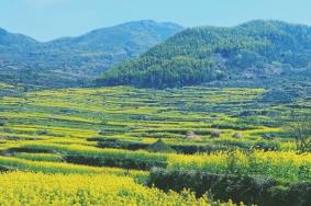 覆卮山油菜花什么時候開