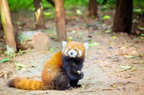 2024成都動(dòng)物園門票優(yōu)惠政策