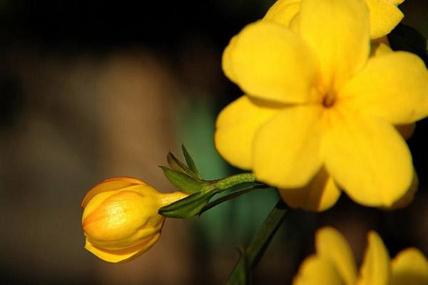 2024蘭州賞花景點和時間 蘭州賞花好去處