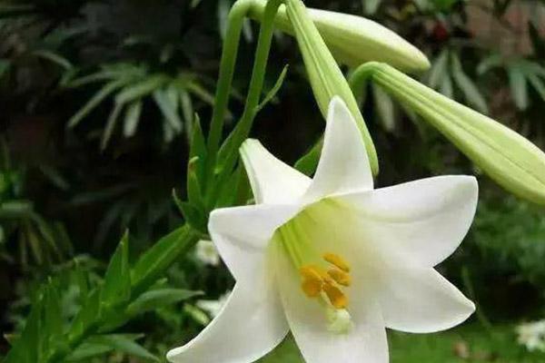 2024蘭州賞花景點和時間 蘭州賞花好去處
