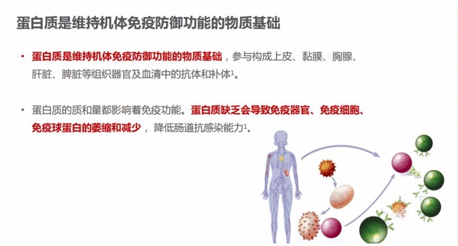 選購蛋白粉不再迷茫：蛋白粉哪個牌子好，一文告訴你補(bǔ)充蛋白質(zhì)提高免疫力吃什么