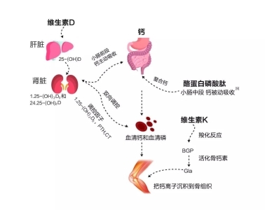 缺鈣怎么補？液體鈣有用嗎？鈣片哪個牌子好(圖2)