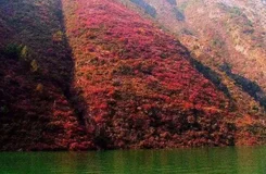 云霧山杜鵑花什么時候開 2019年云霧山杜鵑花開放時間