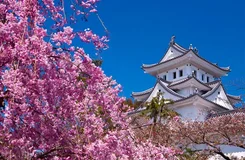 武大櫻花節時間2019（門票預約&#43;游玩路線）