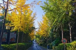 獵狐行動什么時候上映 獵狐行動取景地介紹