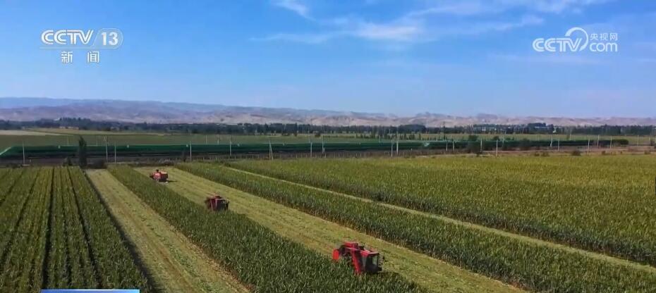 無人機飛防、水肥一體化技術普遍運用 新疆瑪納斯制種玉米畝產大幅增加