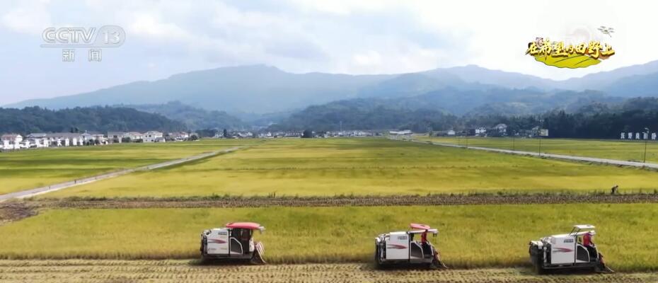 加強新技術、新品種示范推廣 四川眉山十余萬畝水稻陸續“歸倉”