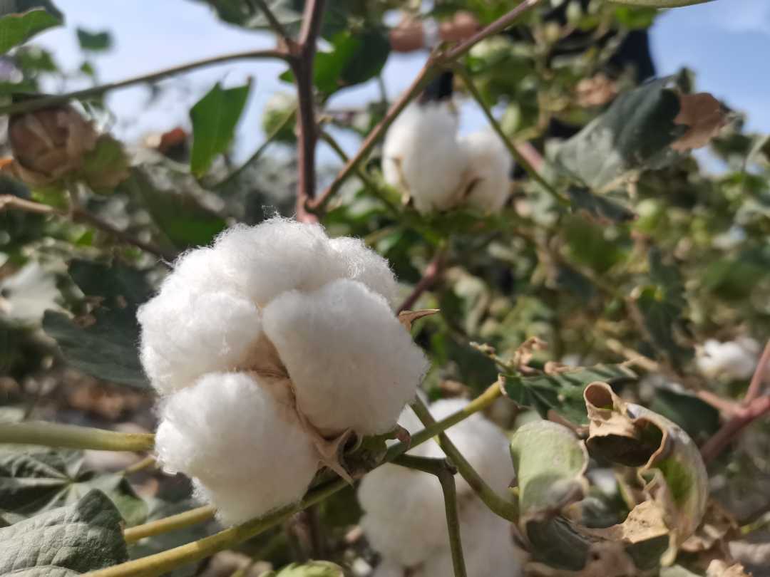 兩個(gè)人收種3000畝棉田，怎么做到的？丨高質(zhì)量發(fā)展調(diào)研行